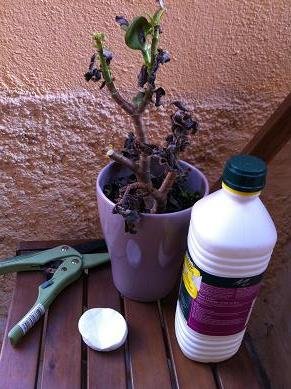 Sauver une plante grasse du gel Sauver une plante grasse du gel