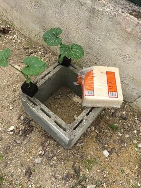 astuce economiser eau plant courgette 1 1