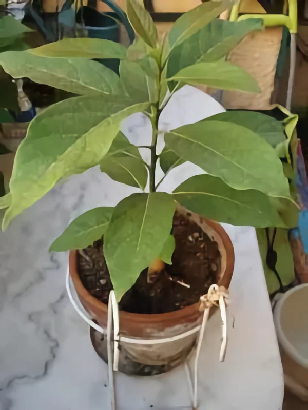 photo d'un plant d'avocatier de 3 ans d'age. 