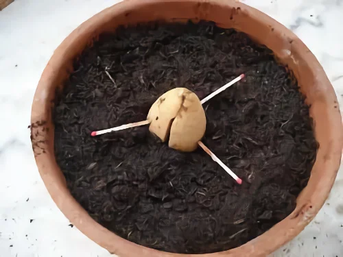 noyau d'avocat dans un pot avec du terreau. Le noyau et planté à moitié dans la le terreau.