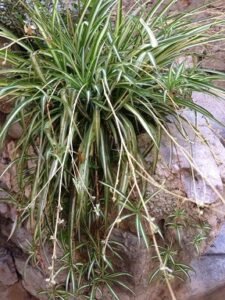 bouture-chlorophytum-1