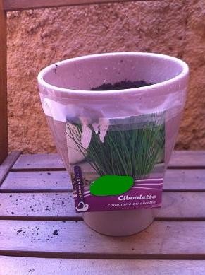 ciboulette en pot 6
