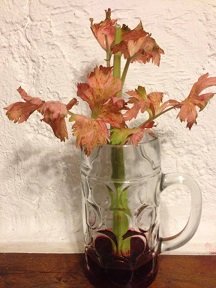 colorer branche de celerie avec colorant 7