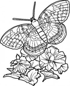 coloriage-papillon-detaille_595