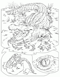 crocodile-3_595