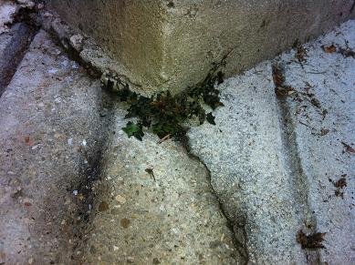 desherbant eau pomme de terre 9