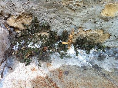 desherbant ecologique sel 15