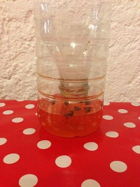 fabriquer piege a mouches 5