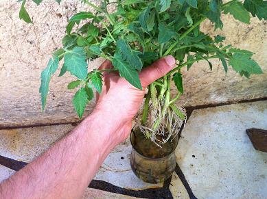 faire boutures tomates 9