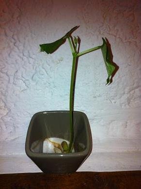 faire pousse haricot dans coton 15