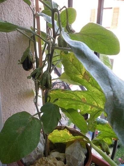 faire pousser aubergine 12