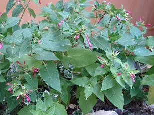 faire pousser belle de nuit 1