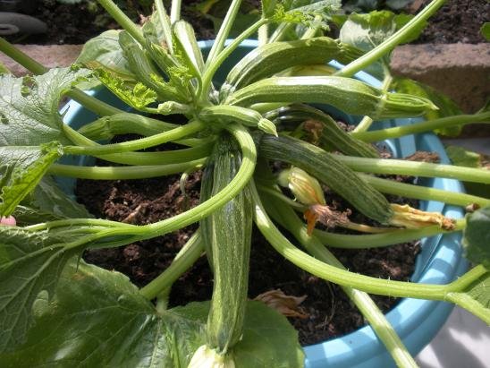 faire pousser courgette balcon pot 13