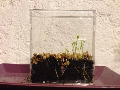 faire pousser des lentilles dans boite CD en plastique 6