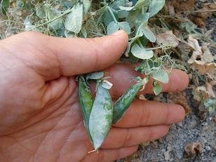 faire pousser des petits pois sur son balcon 3