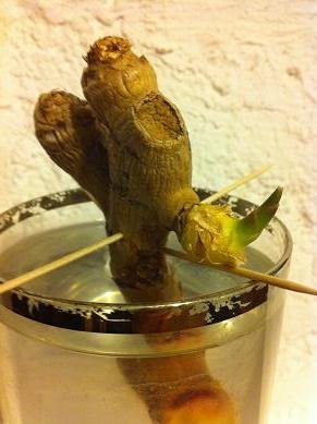 faire pousser gingembre dans eau 9