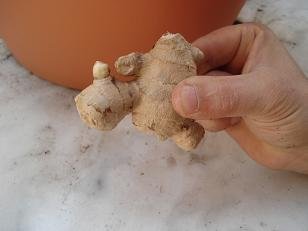 faire pousser gingembre pot 1