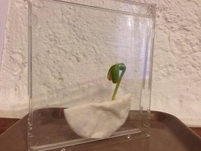 faire pousser haricot dans boite CD plastique 6