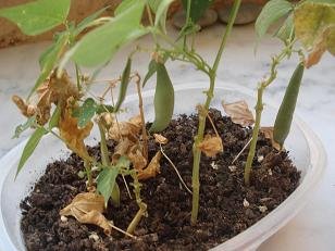 faire pousser haricot vert dans pot 15