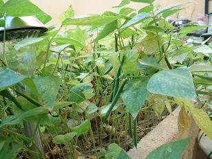 faire pousser haricot vert sur blacon 5