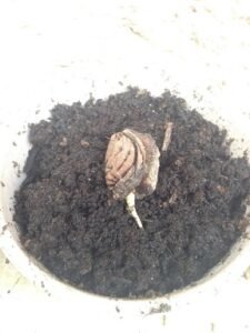 faire-pousser-noyau-de-peche-2