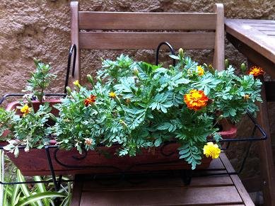 faire pousser oeillet inde 11 1