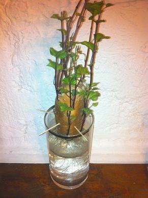 faire pousser patate douce eau 14