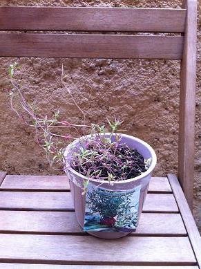 faire pousser sarriette pot 8 1