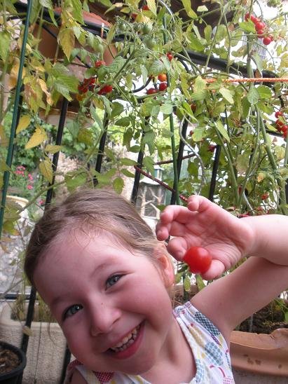 faire pousser tomate cerise 17