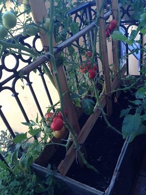 faire pousser tomate coffre en bois 8