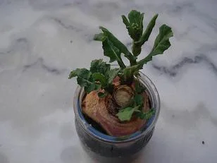 faire pousser un navet 8