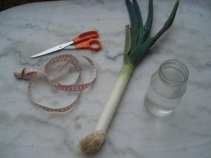 faire pousser un poireau dans verre eau 1