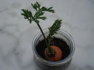 faire pousser une carotte 10