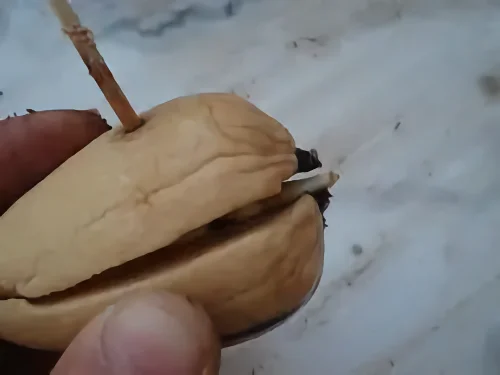 Noyau d'avocat avec un début de racine.