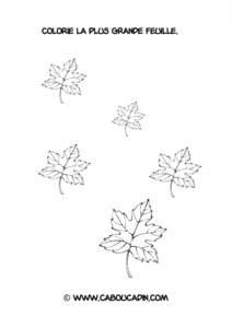 reconnaitre-plus-grande-feuille-automne_595