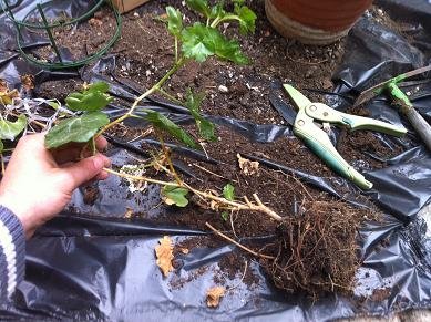 rempoter geranium lierre 4