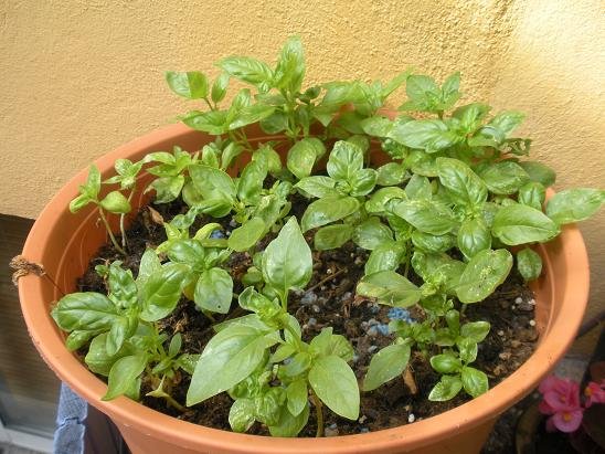 repiquer replanter basilic 1