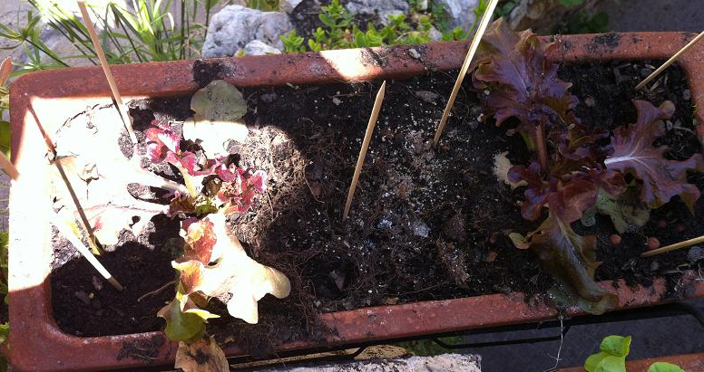 repulsif chat ecologique