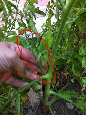 retirer gourmands tomates 11