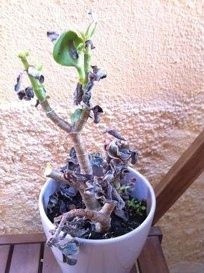 sauver plante grasse neige 6