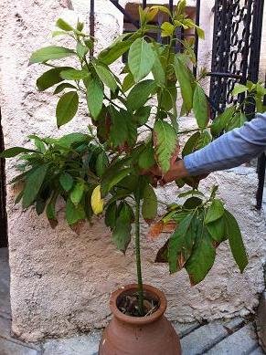 tailler un avocatier 1