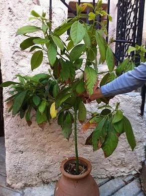 tailler un avocatier