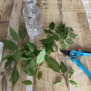 Comment faire une bouture de ficus en 8 étapes ?