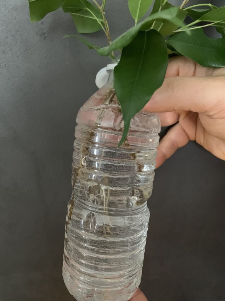 bouture ficus caboucadin 2