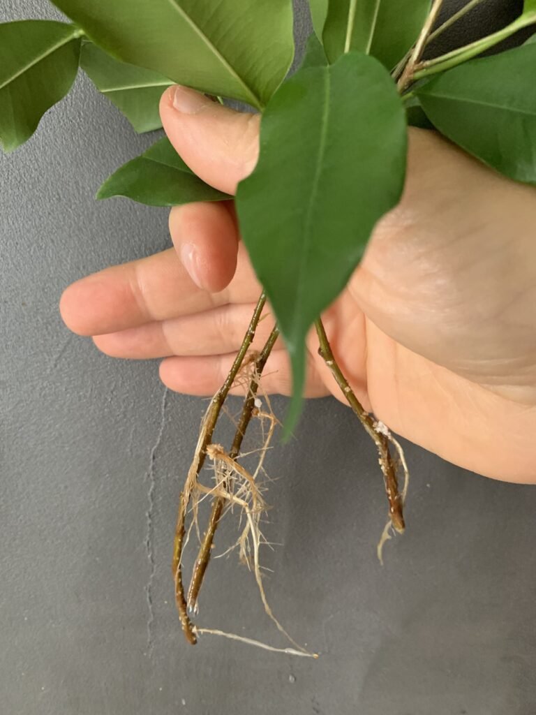 bouture ficus caboucadin 3