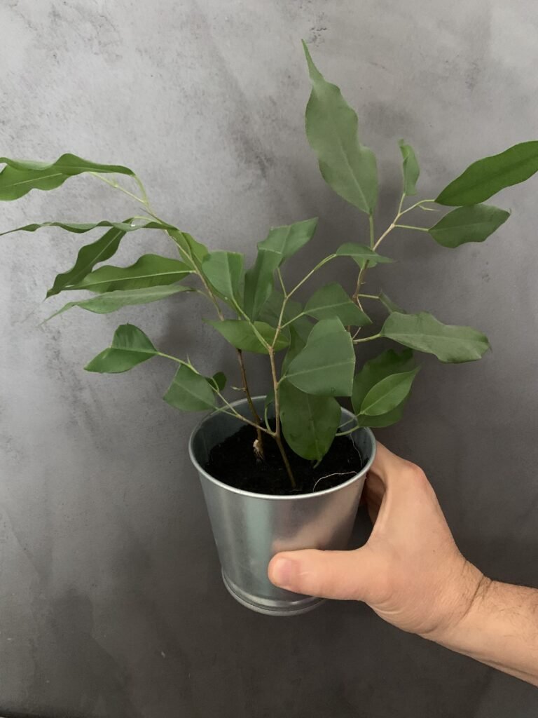 bouture ficus caboucadin 4