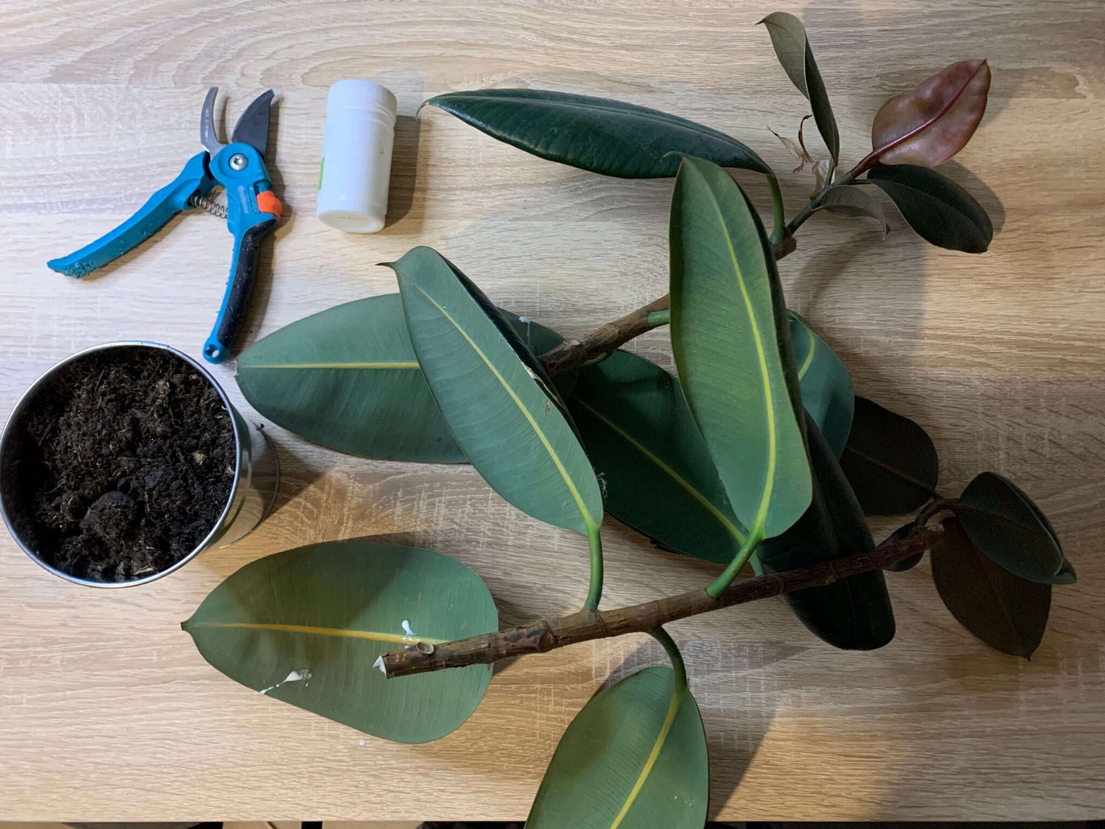 Bouturage du caoutchouc : guide facile en 5 étapes - caboucadin