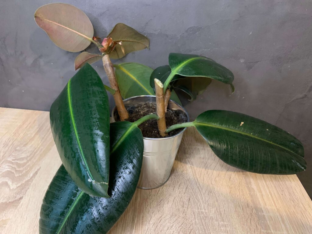 bouture bouturage caoutchouc caboucadin 4