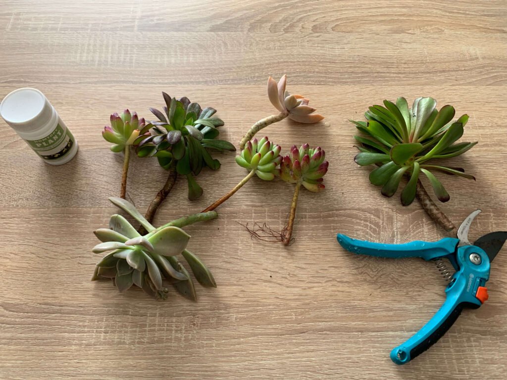 5 étapes pour bouturer vos plantes succulentes