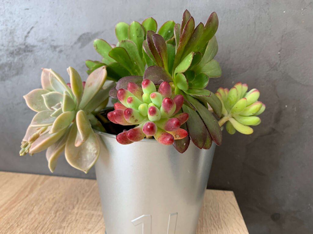 bouture succulente 2 1